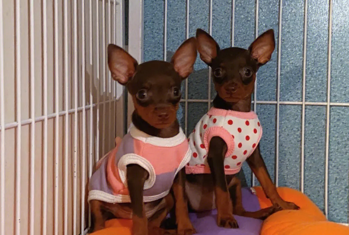 鹿犬巧克力色好养吗