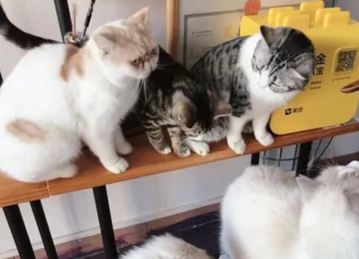 合肥比较好的猫舍