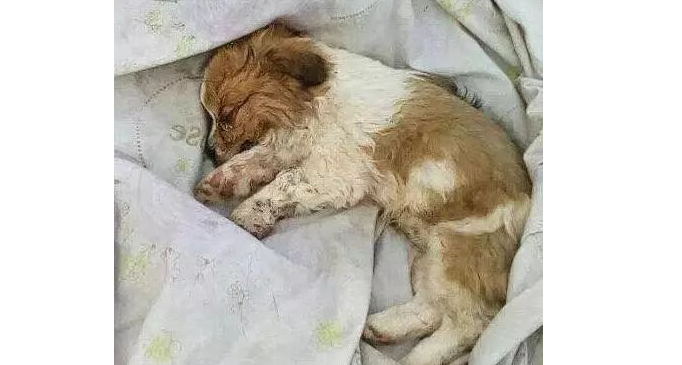狗狗死后49天全部过程