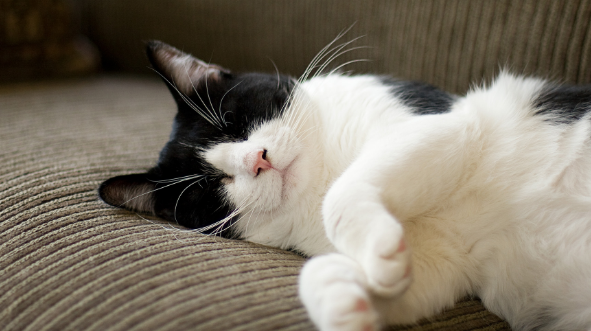 猫身上弓形虫怎么去除