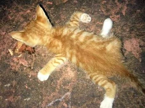 橘猫4肢断了趴在地上，路人赶紧送去治疗