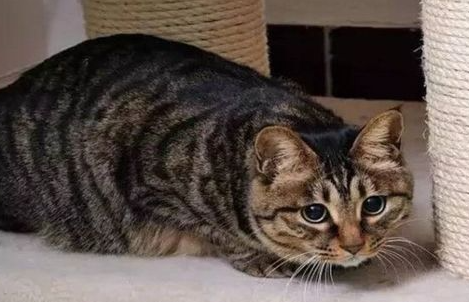 猫咪饲养的8个NG行为及关系改善建议 猫咪饲养的8个NG行为及关系改善建议
