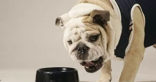 狗狗偏食没胃口该怎么办？小宠物没有食欲吃少物品医治方式 ！