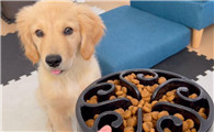 金毛幼犬多大能吃干粮了
