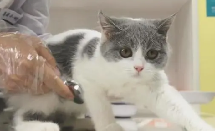 猫咪呛到肺如何救治 猫咪呛到肺如何救治