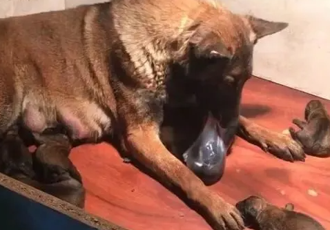 狗狗为什么懂舔胎衣呢