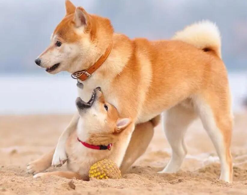 柴犬每年几月份掉毛，柴犬每年哪个时期掉毛厉害