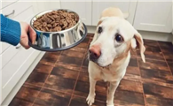 为什么狗狗怀孕就挑食呢