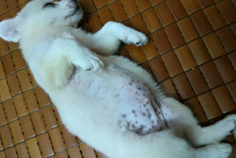 狗狗肚皮长斑是怎么回事