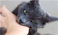猫咪身上有狂犬病毒吗