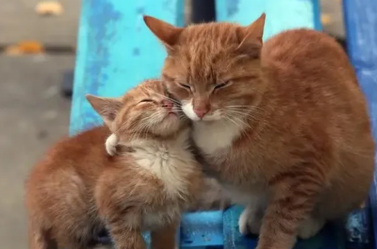 猫砂上新|四合一除臭混合猫砂