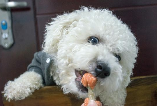 这一切的委屈，只有养“比熊犬”的人才会懂！