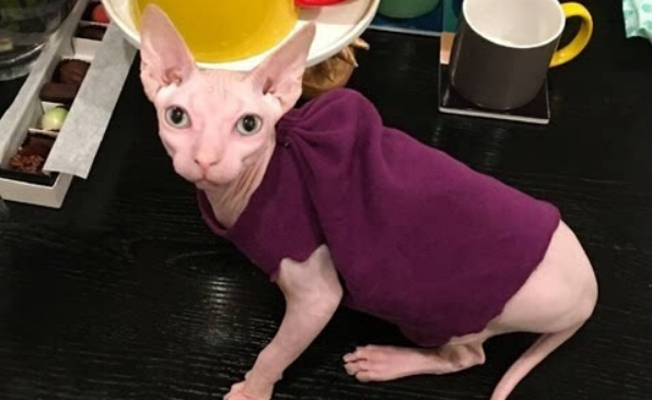 霍思燕家的猫是什么品种? 霍思燕家的猫是什么品种?