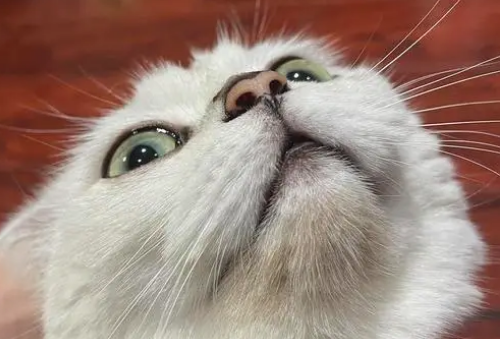 猫咪的下巴为什么变黄了呢