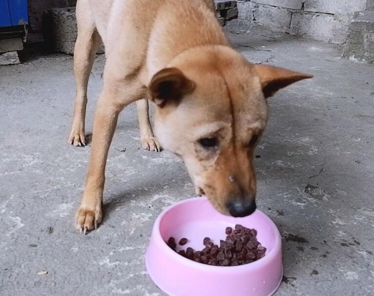 如何给土狗做狗粮视频