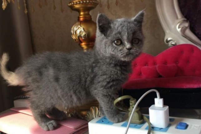 猫咪为什么整天抖腿