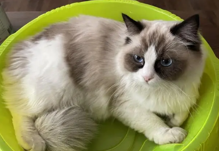 品相不好的布偶猫图片 品相不好的布偶猫图片