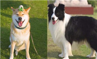 柴犬还是边牧，新手究竟选哪一个？