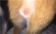 小公猫的蛋蛋什么时候长出来啊