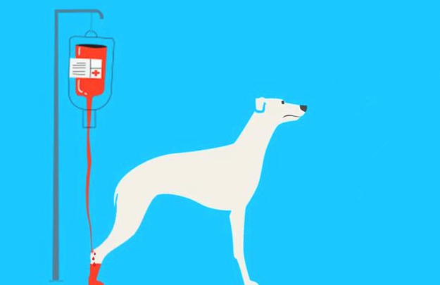 家犬血型不匹配就不可以输血?并不是这样,狗狗:我就是全能血 家犬血型不匹配就不可以输血?并不是这样,狗狗:我就是全能血