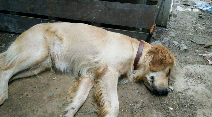 狗死埋了多久完全分解