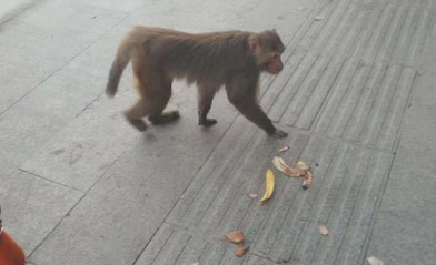 流浪的猴子注意什么 流浪的猴子注意什么