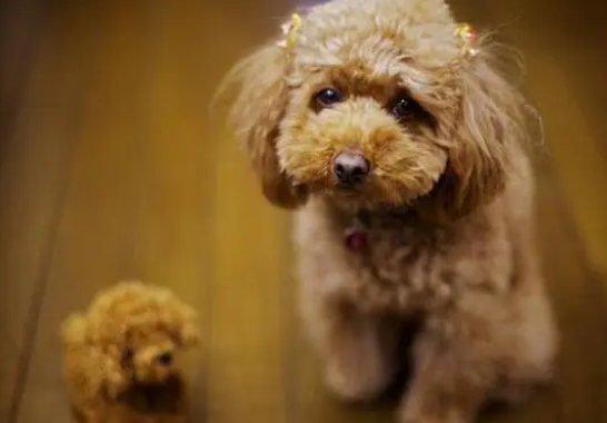 泰迪犬小便黄是内火旺吗？是怎么回事导致的？