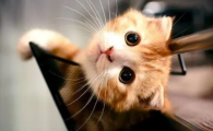 猫咬人下口狠怎么教育它