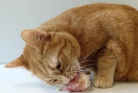 猫咪为什么不吃生鸡腿骨头呢