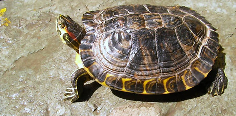 黄肚红耳龟的寿命是多少？