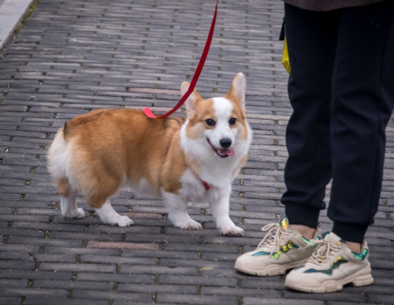 1200买一只柯基犬贵不
