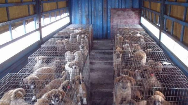 广东肉狗养殖基地在哪里