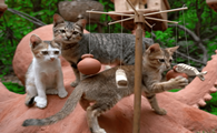猫咪为什么没有游乐园