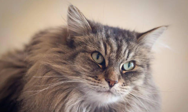 挪威森林猫什么颜色最贵