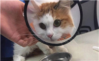 猫咪会被人拒绝养吗