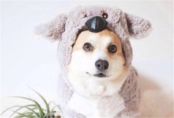母犬绝育后的性子转变，母犬绝育后脾气大