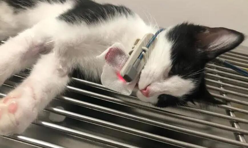 猫咪生病了怎么办?猫咪生病的常见十种情况 猫咪生病了怎么办?猫咪生病的常见十种情况
