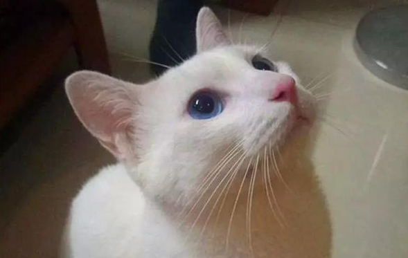 猫咪绝育手术后该怎么护理呢？铲屎官需要学习的技能