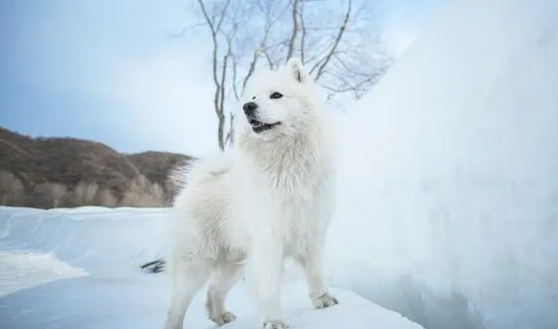 萨摩耶幼犬最便宜多少钱一只