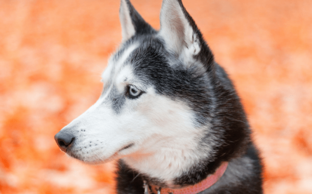 犬类品种大全大型犬