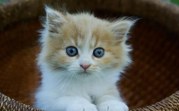 2个月小猫的猫瘟存活率咋样？