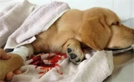 狗狗产后五十天有血色粘稠