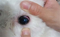 狗得了角膜炎怎么办?如何治疗犬角膜炎?