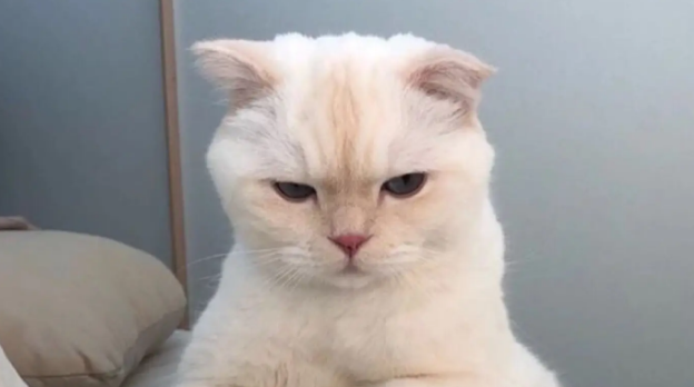 猫咪眼睛进水会怎么样？