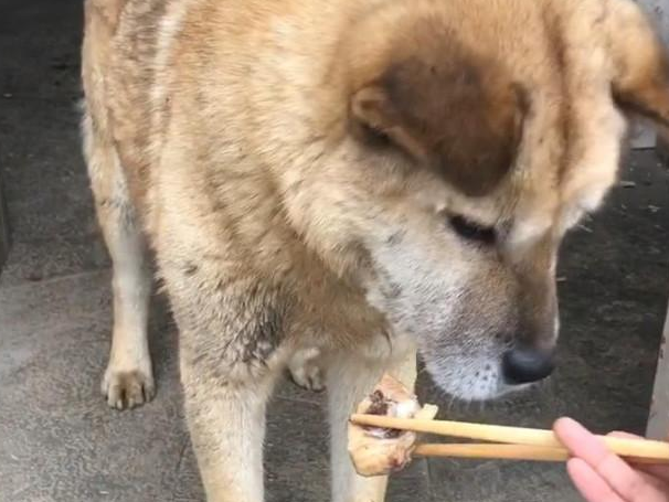 土狗不吃筷子夹的肉，正疑惑时却想到了什么