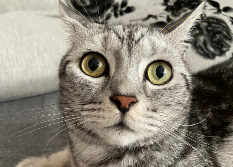 猫鼻支和猫疱疹病毒有什么区别？该如何预防与治疗？