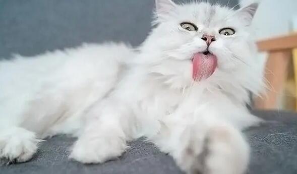 猫咪为什么睡觉前舔毛发呢