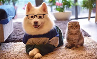 猫狗在风水上的意义