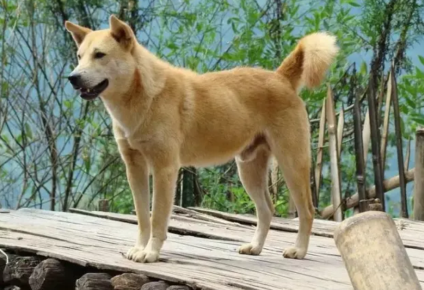 中华田园犬12个品种