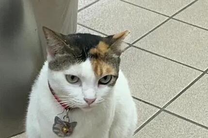 猫咪很社恐,怎么办? 猫咪很社恐,怎么办?